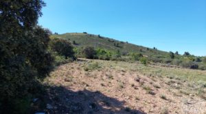 Se vende Olivar en Mas de las Matas, comarca del Maestrazgo. con bien comunicado