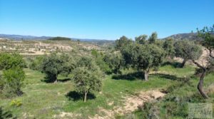 Olivar en Mas de las Matas, comarca del Maestrazgo. en oferta con bien comunicado por 25.000€