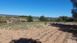 Olivar en Mas de las Matas, comarca del Maestrazgo. en oferta con privacidad por 25.000€