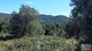 Vendemos Olivar en Mas de las Matas, comarca del Maestrazgo. con bien comunicado