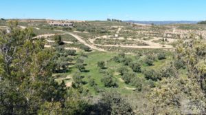 Se vende Olivar en Mas de las Matas, comarca del Maestrazgo. con bien comunicado por 25.000€