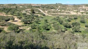 Foto de Olivar en Mas de las Matas, comarca del Maestrazgo. con privacidad por 25.000€