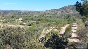 Vendemos Olivar en Mas de las Matas, comarca del Maestrazgo. con bien comunicado