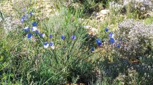Olivar en Mas de las Matas, comarca del Maestrazgo. a buen precio con bien comunicado por 25.000€