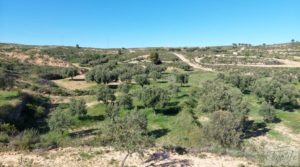 Vendemos Olivar en Mas de las Matas, comarca del Maestrazgo. con bien comunicado por 25.000€