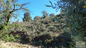 Olivar en Mas de las Matas, comarca del Maestrazgo. en venta con bien comunicado