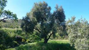 Olivar en Mas de las Matas, comarca del Maestrazgo. a buen precio con privacidad