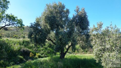 Olivar en Mas de las Matas, comarca del Maestrazgo.