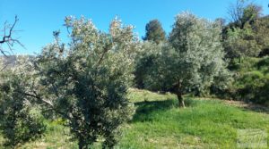 Olivar en Mas de las Matas, comarca del Maestrazgo. en oferta con privacidad