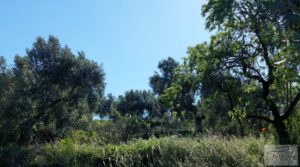 Se vende Olivar en Mas de las Matas, comarca del Maestrazgo. con bien comunicado por 25.000€