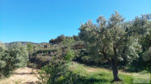 Olivar en Mas de las Matas, comarca del Maestrazgo. para vender con privacidad por 25.000€