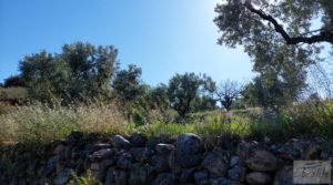 Olivar en Mas de las Matas, comarca del Maestrazgo. en oferta con bien comunicado por 25.000€