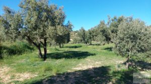 Olivar en Mas de las Matas, comarca del Maestrazgo. en oferta con bien comunicado