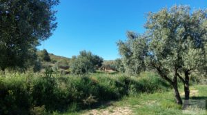 Olivar en Mas de las Matas, comarca del Maestrazgo. en oferta con privacidad