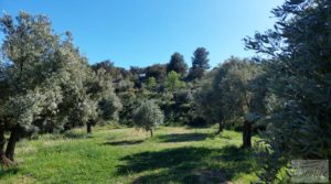 Foto de Olivar en Mas de las Matas, comarca del Maestrazgo. en venta con bien comunicado por 25.000€