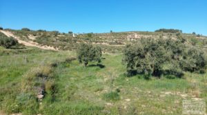 Se vende Olivar en Mas de las Matas, comarca del Maestrazgo. con bien comunicado