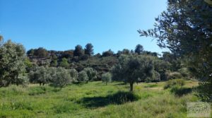 Olivar en Mas de las Matas, comarca del Maestrazgo. en venta con privacidad