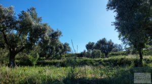 Olivar en Mas de las Matas, comarca del Maestrazgo. para vender con privacidad por 25.000€