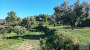 Foto de Olivar en Mas de las Matas, comarca del Maestrazgo. en venta con bien comunicado por 25.000€