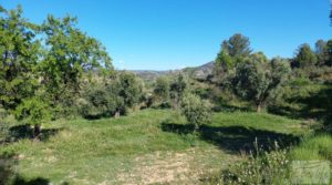 Detalle de Olivar en Mas de las Matas, comarca del Maestrazgo. con bien comunicado