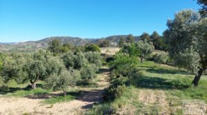 Olivar en Mas de las Matas, comarca del Maestrazgo. en oferta con bien comunicado